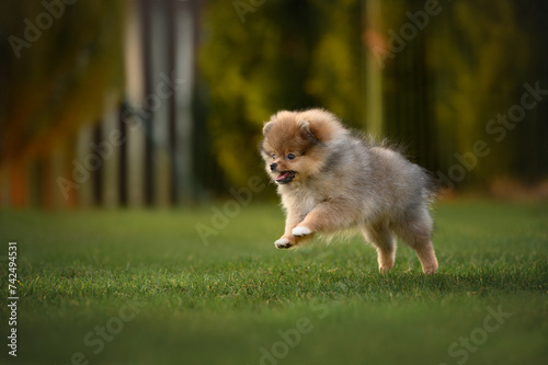 happy puppy running on grass in summer