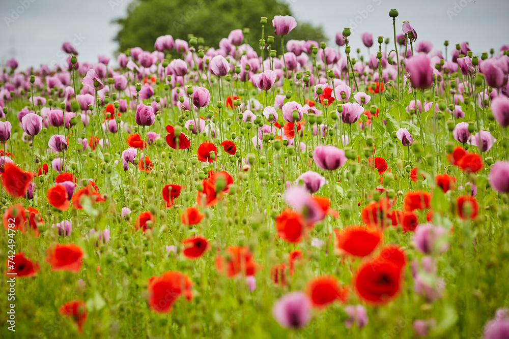 Lila Mohn und Roter Mohn, Mohnfeld in Bad Salzufeln, Juni 2023 
