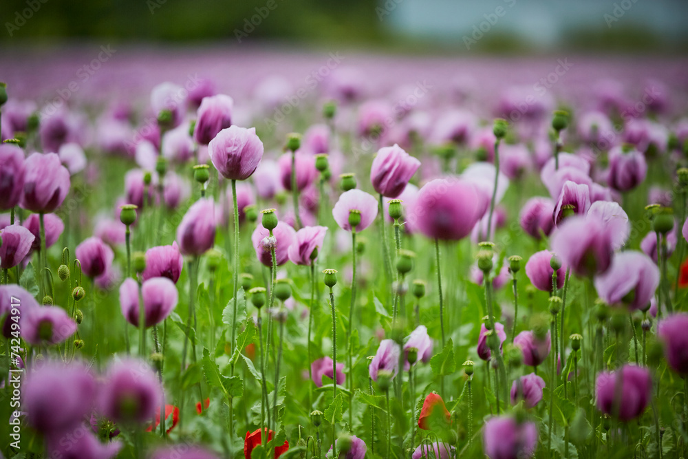 Lila Mohn und Roter Mohn, Mohnfeld in Bad Salzufeln, Juni 2023 
