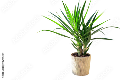 Yucca in a wooden Pot  Tropical houseplant on transparent background