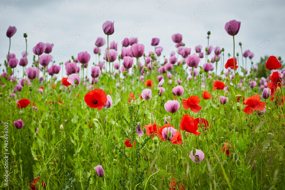 Lila Mohn und Roter Mohn, Mohnfeld in Bad Salzufeln, Juni 2023 
