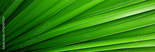 Close-up of vibrant green palm leaf texture. Natural striped pattern and detail concept.
