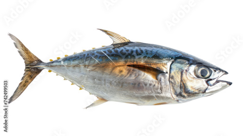 Fish Atlantic bonito, isolated on transparent and white background.PNG image