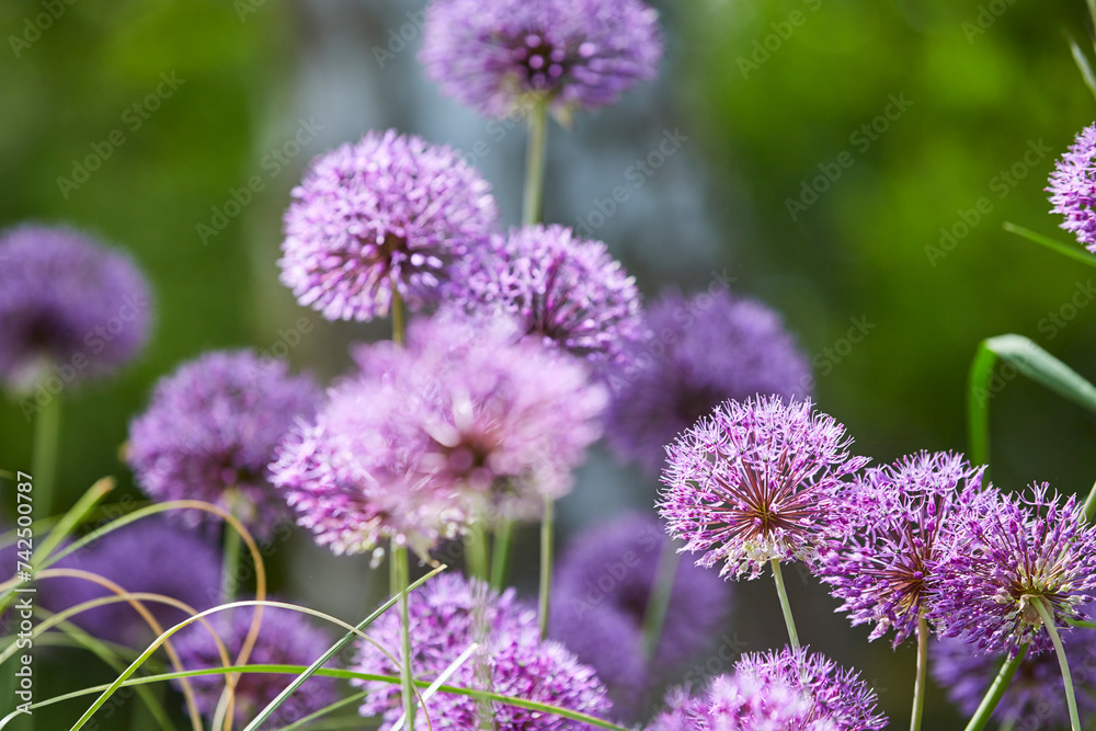 Lila Riesenlauch, Allium Giganteum, Mai 2023, Greifswald-Wieck, Mühlentag, Mecklenburg Vorpommern Lila Riesenlauch, Allium Giganteum, Mai 2023, Greifswald-Wieck, Mühlentag, Mecklenburg Vorpommern