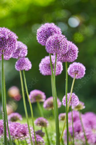 Lila Riesenlauch  Allium Giganteum  Mai 2023   Greifswald-Wieck  M  hlentag  Mecklenburg Vorpommern