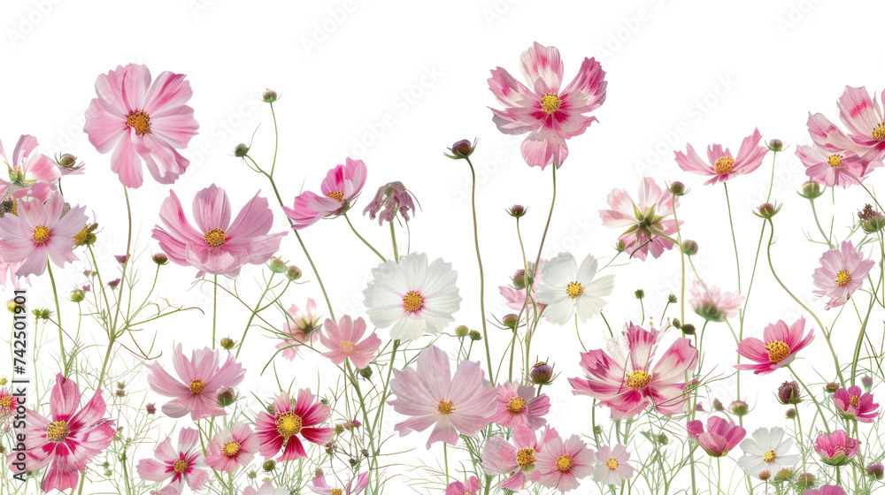 Pink cosmos flowers isolated on transparent and white background.PNG image Pink cosmos flowers isolated on transparent and white background.PNG image