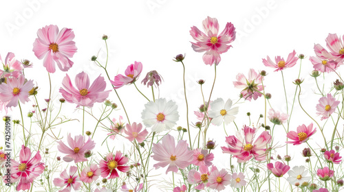 Pink cosmos flowers isolated on transparent and white background.PNG image © CStock