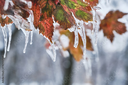 Icicles on twig formed during a freezing rain. Natural freezing rain.