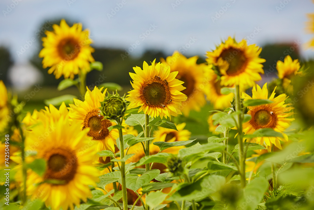 Sonnenblumenfeld in Ende Bremen, Kreis Soest, 2023 