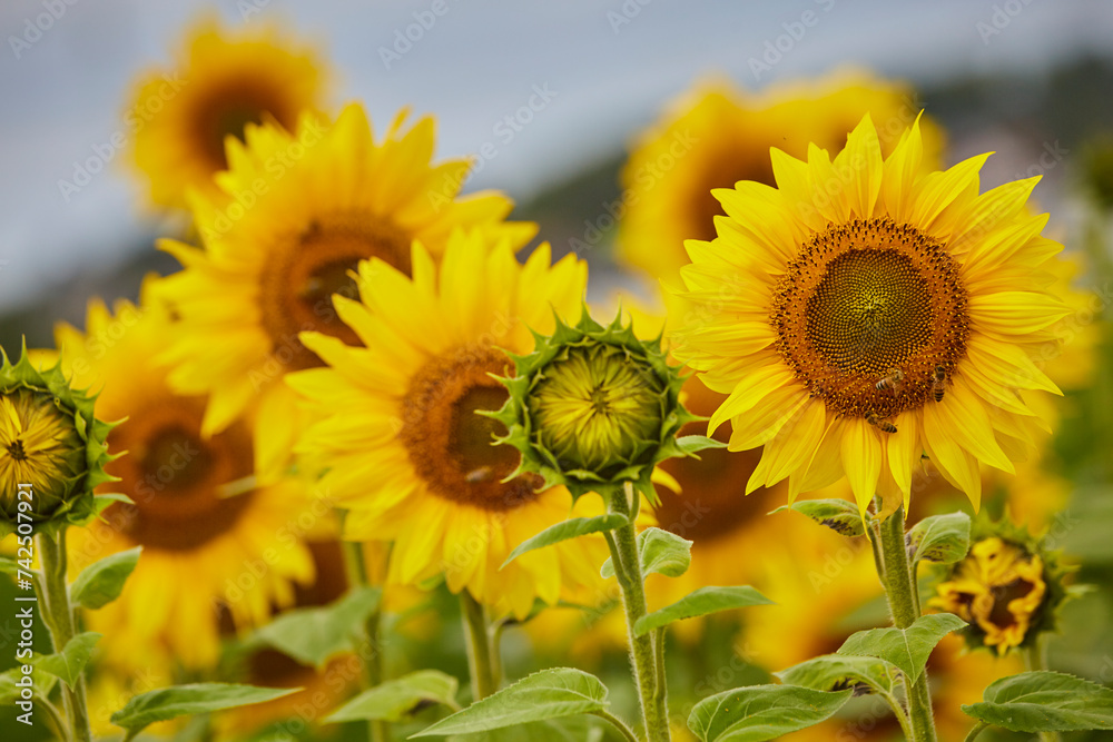 Obraz premiumSonnenblumenfeld und Wildblumen in Ende Bremen, Kreis Soest 