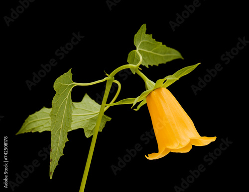 Flora of Gran Canaria -  Canarina canariensis, Canary bellflower, unusual yellow variety photo