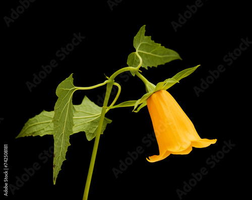 Flora of Gran Canaria -  Canarina canariensis, Canary bellflower, unusual yellow variety photo