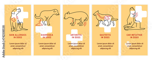 Top 5 conditions in dogs. Common diseases in adult animals.