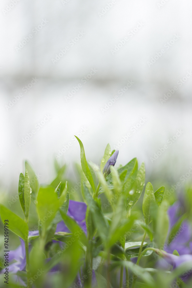 Fototapeta premium Blue periwinkle in the spring garden close-up