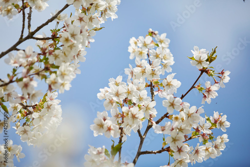 Wallpaper Mural Kirschblüte und Apfelblüte im Bad Sassendorfer Kurpark, Cherry Blossom Torontodigital.ca