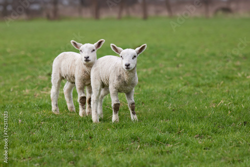 Two white lambs on meadow