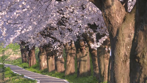 桜並木 01