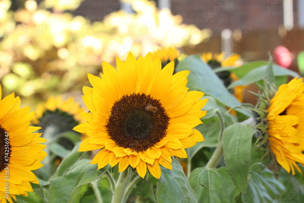 Naklejka premium Sonnenblume