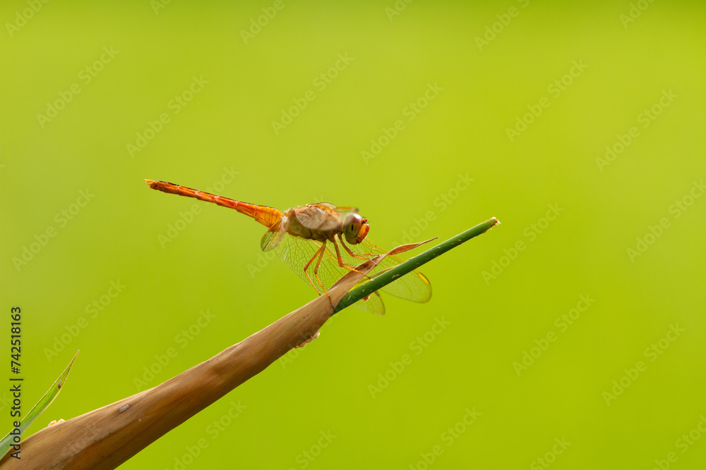 Yellow Dragonfly, dragonfly perched, animal closeup Yellow Dragonfly, dragonfly perched, animal closeup