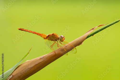 Yellow Dragonfly, dragonfly perched, animal closeup © Komodo Studios 