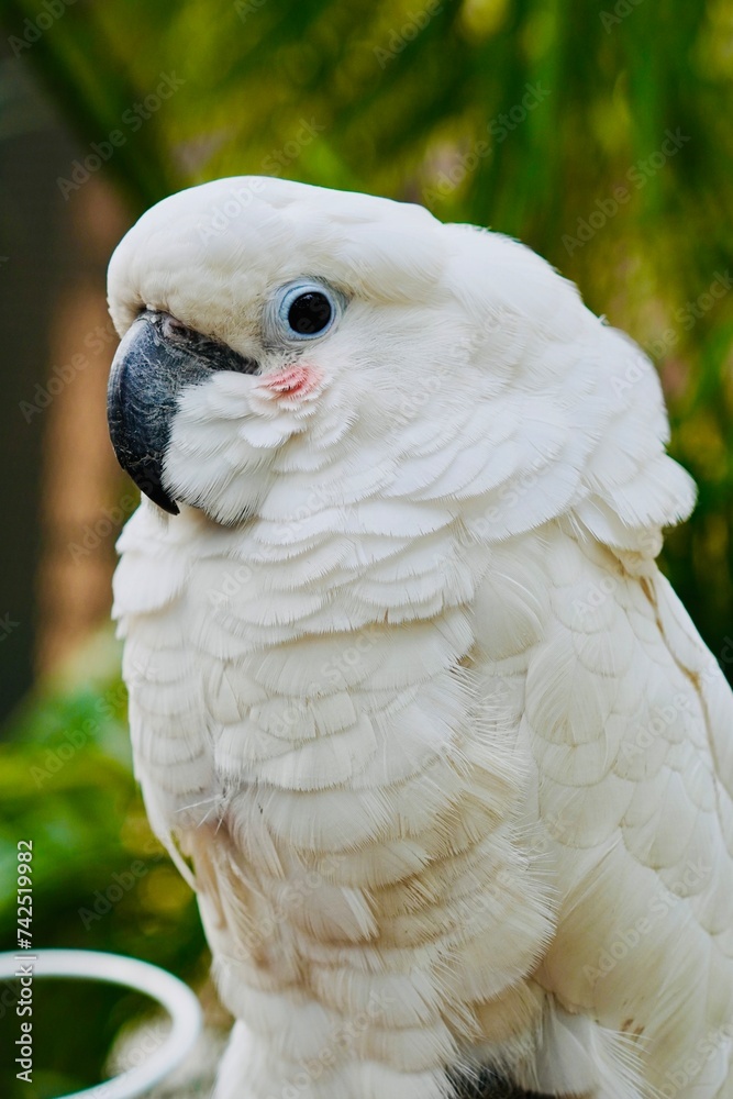 white macaw with red cheek