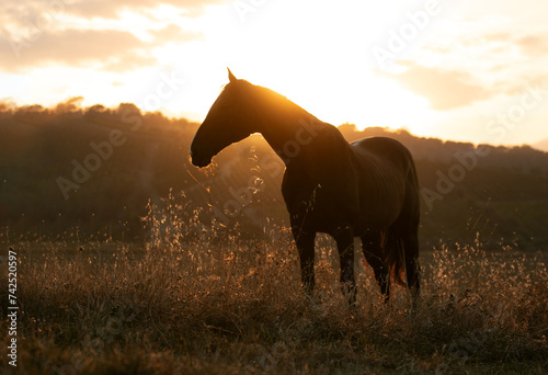 horse at sunset