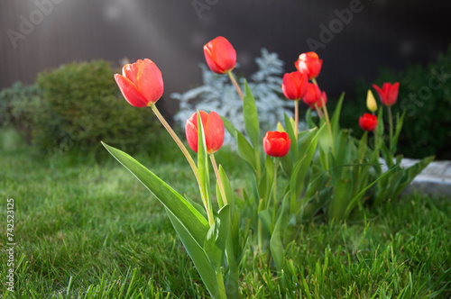 Fototapeta Naklejka Na Ścianę i Meble -  Red tulips on a background of green grass in the garden