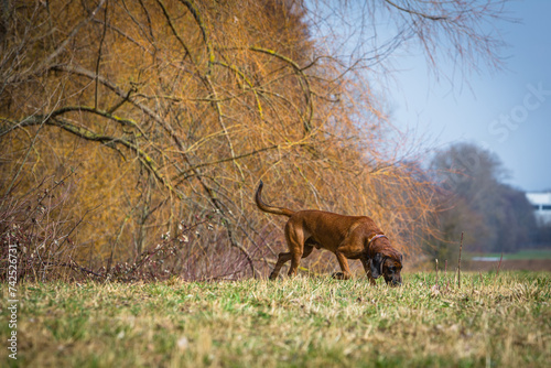 bavarian mountain dog following a scent