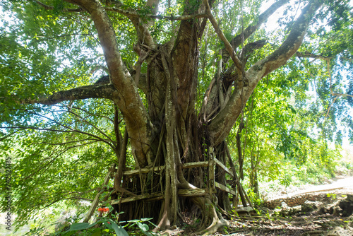 Sacred banyan tree with wooden fence as protection