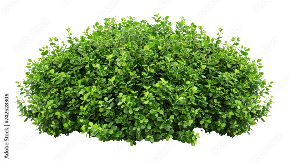 Shrub isolated on transparent and white background.PNG image Shrub isolated on transparent and white background.PNG image