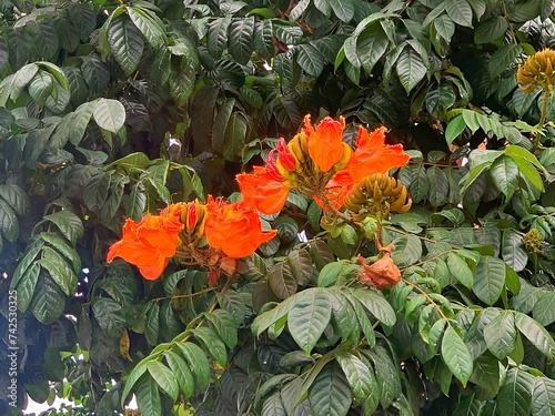 Flores de Bucare (Erythrina poeppigiana)