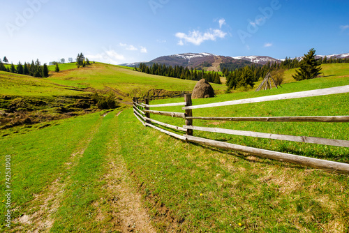 carpathian countryside scenery in spring on a sunny morning. mountainous rural landscape of ukraine with path through the meadow and haystack behind the wooden fence. fir forest on the grassy hill