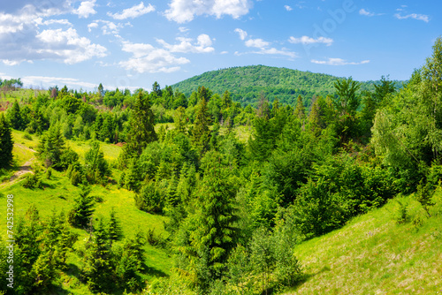 forest on the grassy slopes of pikui mountain, ukraine. wonderful nature scenery of carpathian mountain range in summer photo