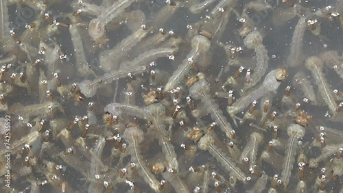 Group of mosquito larva in a puddle of water