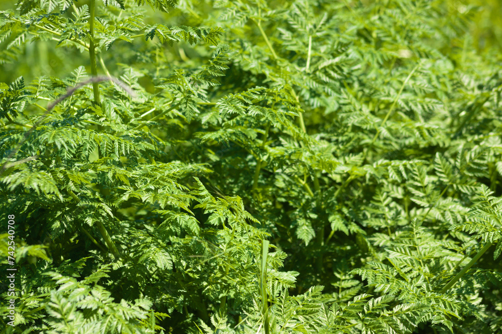 Closeup of poison hamlock leaves with selective focus on foreground Closeup of poison hamlock leaves with selective focus on foreground