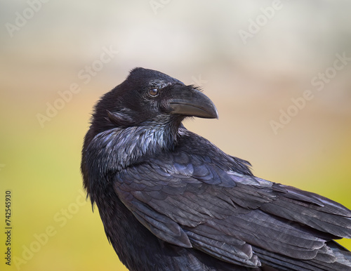 Canarian raven, Corvus corax canariensis, black with iridescent shimmery plumage, side view profile portrait, a subspecies and endemic to Canary Islands, Fuerteventura, Spain