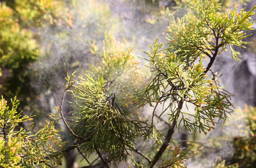 False cypress (chamaecyparis obtusa) releasing pollen. Selective focus.