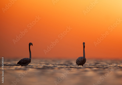 A pair of Greater Flamingos wading at  Asker coast and beautiful hue in the morning, Bahrain © Dr Ajay Kumar Singh