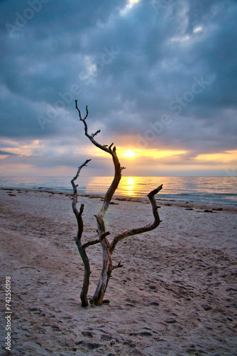 Sunset on the beach of the Baltic Sea. Love tree, shrub in the sand on the west beach © Martin