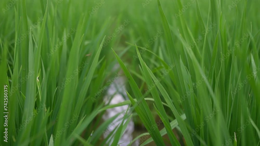 The movement of green rice fields The movement of green rice fields
