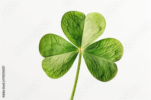 A clear and crisp photograph of a three-leaf clover against a white background. 