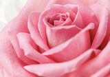natural macro background of pink rose