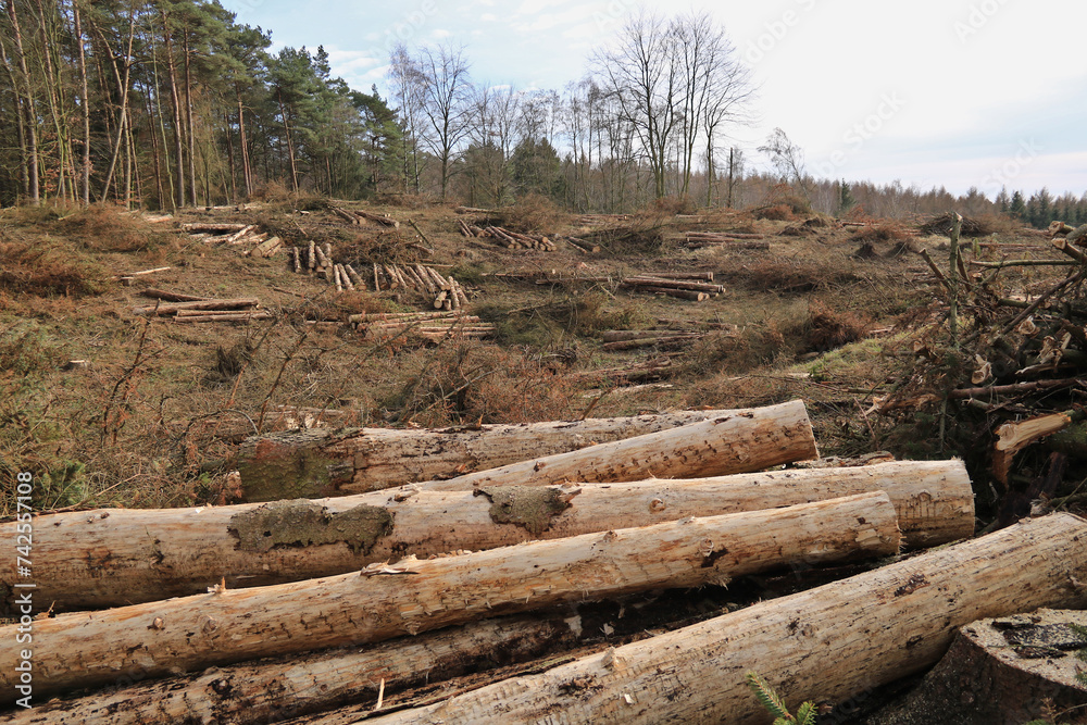 Rohholz nach dem Holzeinschlag auf einer Waldfläche Rohholz nach dem Holzeinschlag auf einer Waldfläche