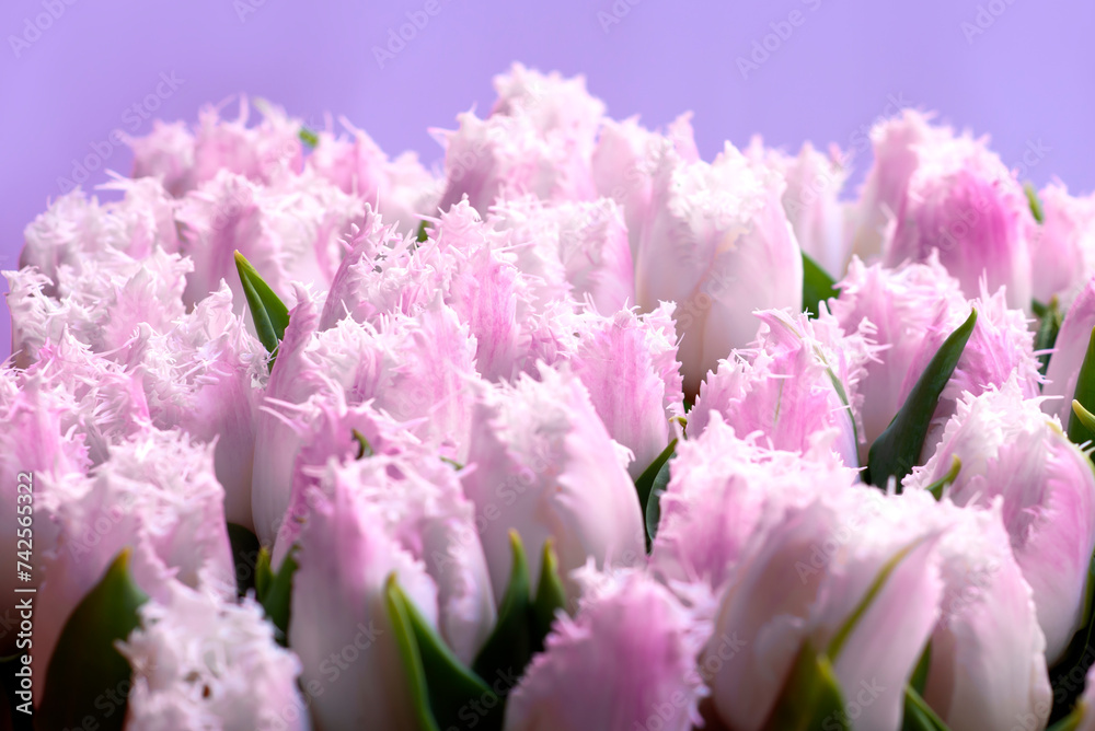 Spring background from Delicate unusual tulips with a carved edge on a purple store window for Women's Mother's Day. Selling flowers as a gift
