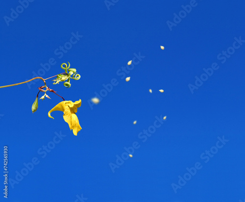 touch-me-not  (Impatiens noli-tangere) exploding, popping, spreading seed corns, seed dispersal