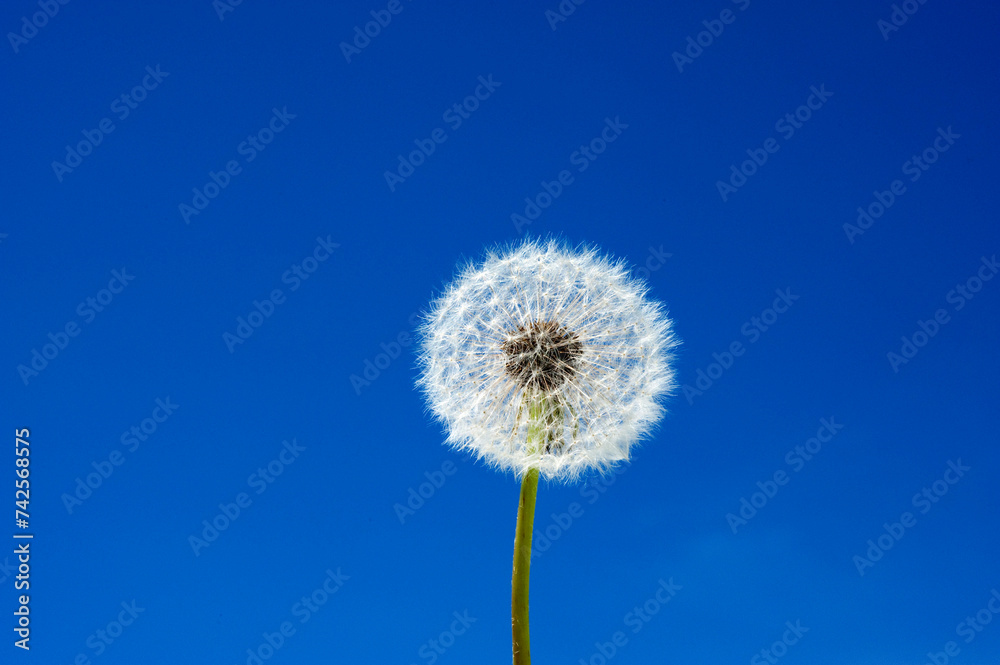 close-up of a blowball (Taraxacum officinale)