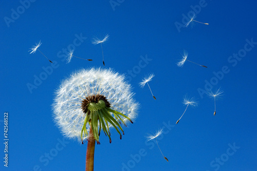 close-up of a blowball (Taraxacum officinale), seeds flying away in the blue sky