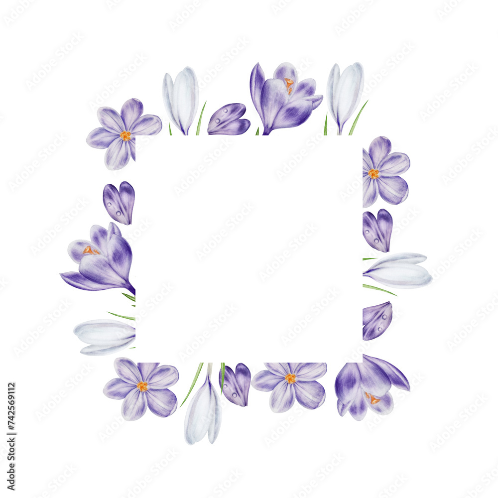 Watercolor frame, logo with white and purple blooming crocus flower isolated on white background. Spring and easter botanical hand painted template saffron illustration. For designers, wedding