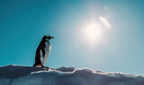 Natural wildlife photography shot of a penguin on the rocks in Antarctica isolated against a sunny bright clear blue sky