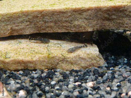Antennenwels Babys